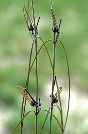 Image result for Brachystelma