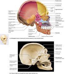 The Skull Axial Skeleton Facial Bones Skeleton Anatomy