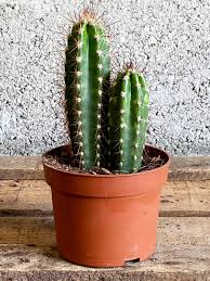 We hand pick only the most beautiful plants at our best growers! Cacti No 6 Large Plant Generation