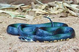 Image result for Indigofera subcorymbosa