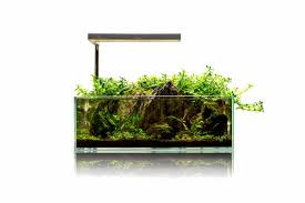 We did not find results for: Uns 5s 2 Gallon Ultra Clear Rimless Aquarium Buce Plant