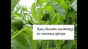 спиртовая настойка из перегородок грецкого ореха при сахарном диабет Nastojka Iz Zelenyh Greckih Orehov Eliksir Molodosti Lechebnaya Nastojka Oleg Karp Youtube
