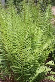 Image result for Dryopteris