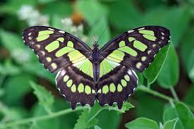 The symbolism of green colored butterflies and green butterfly myths, legends, superstitions and related folklore from around the world. Green Colored Butterflies Butterfly Colors