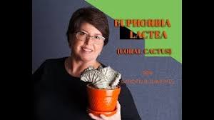 How to grow coral cactus properly. Euphorbia Lactea Also Called Coral Cactus Youtube