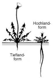 Modificātio (genitiv modificātiōnis) 'abmessung einer sache'. Modifikation Lexikon Der Biologie
