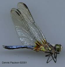 Dragonflies are predators (hunt their prey), both in their aquatic nymph (larval) stage, and as adults. Blue Dasher