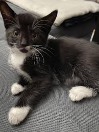 introducing our newest addition oreo cats animals oreo