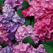 1___ 2____ 3____ 4____ 5____ 6____ 2)выберите и подчеркните лексически правильные варианты из данных в скобках. Perfect Pink And Purple Plant Combinations Better Homes Gardens