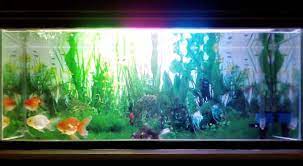 Gosok perlahan, kemudian bilas menggunakan air bersih. Cara Menjaga Kaca Akuarium Agar Tetap Bening Dan Jernih