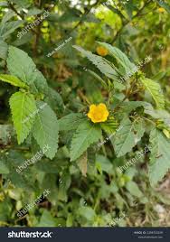 Image result for Abutilon grantii