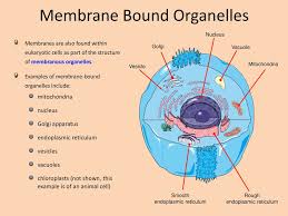 The prokaryotic cell structure can be observed in cyanobacteria, e.coli, archaea and other bacteria. Cells And Membranes Animal Cell Ppt Download