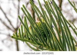Image result for Araucariaceae