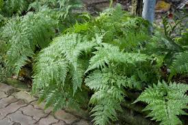 Image result for Davalliaceae