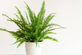 Reproduksi generatif dan reproduksi vegetatif berlangsung secara bergantian melalui suatu pergiliran keturunan yang disebut metagenesis. Metagenesis Tumbuhan Paku Pengertian Skema Dan Jenisnya