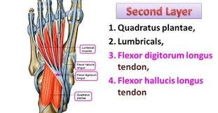 نتیجه جستجوی لغت [accessorius] در گوگل