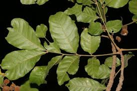 Image result for Lecaniodiscus