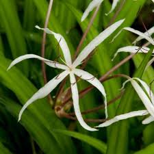 Image result for Centemopsis filiformis