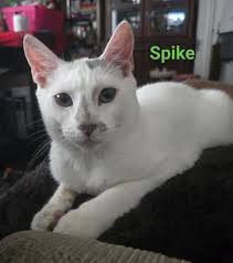 Misty, 6 years old in October ❤️