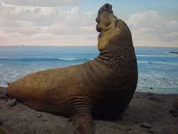 Elephant Seals Also Sea Elephants Are Large Oceangoing Seals In The Genus Mirounga Largest Animal On Earth Large Animals Big Animals