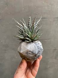 Image result for Harveya alba