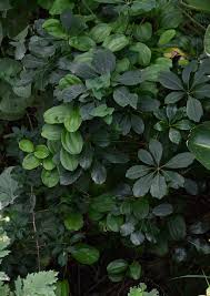 Image result for Drypetes mossambicensis