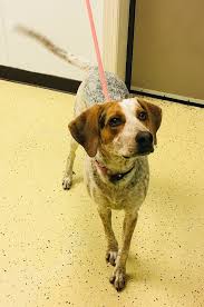 Visit your local cincinnati petsmart store for essential pet supplies like food, treats and more from top brands. Redbone Coonhound Dog For Adoption In Cincinnati Oh Adn 775852 On Puppyfinder Com Gender Female Age Baby Dog Adoption Redbone Coonhound Coonhound