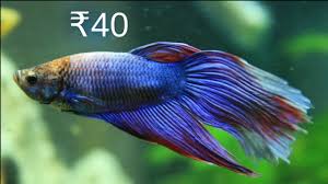 The filter does not work 4 small betta fish tanks also have some loose equipment like pipes, net and another 150watt heater none of the tanks have. Aquarium Fish Price In India Youtube
