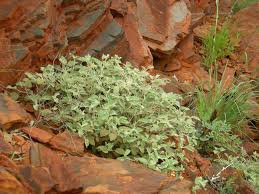 Image result for Lipocarpha rehmannii