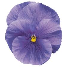 Pin On Violet Flower