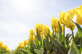 Visualizza altre idee su fiori, immagini, floreale. Yellow Tulips Wallpaper 4k Tulipfields Wallpaper 4k Tulipani Gialli Giardinaggio Organico Fiori