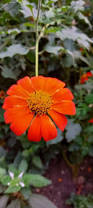 Image result for Tithonia rotundifolia