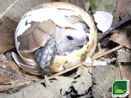 Image result for Trisetopsis elongata