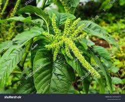 Image result for Amaranthus spinosus