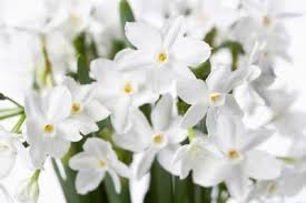 How To Make A Paperwhite Narcissus Bloom Again Paperwhites Narcissus Bulbs Bulb Flowers
