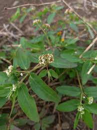 Image result for Euphorbia hypericifolia