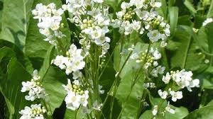 Image result for Pentadiplandra