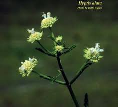 Image result for Hyptis