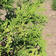 Image result for Hetaeria occidentalis