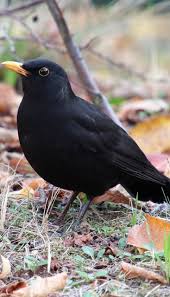 An Attentive Blackbird Birds Blackbird Black Bird Animals Wild Cute Birds
