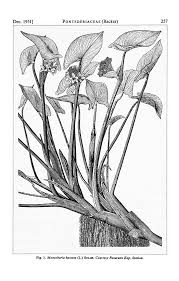 Image result for Monochoria africana