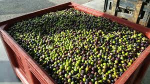 Photos La Recolte D Olives Commence Et S Annonce Tres Bonne Dans La Drome