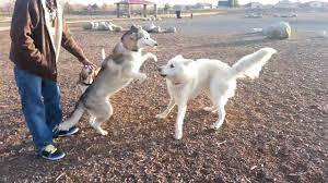 Husky Vs Wolf Hybrid Youtube