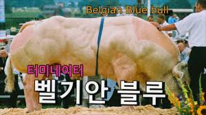 Résultat de recherche d'images pour "벨지안 블루"