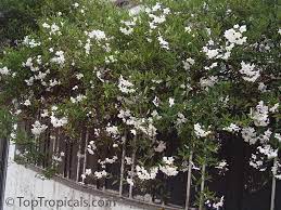 This plant will provide nectar and pollen for bees and the many other types of pollinating insects. Solanum Laxum Solanum Jasminoides White Potato Vine Jasmine Nightshade Toptropicals Com