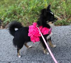 59.1 mi from fort worth. 99 What Does A Long Haired Chihuahua Puppy Look Like L2sanpiero