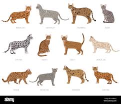 Wild cat type cats, ocelot crossbreeds, stripped. Domestic cat breeds and  hybrids collection isolated on white. Flat style set. Vector illustration  Stock Vector Image & Art - Alamy