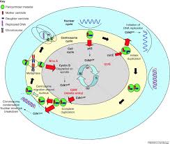 It can be roughly divided into two main phases the stage in the development of a cell between two successive divisions. Centrosome Control Of The Cell Cycle Sciencedirect