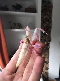But of course a praying mantis does need proper care to stay healthy and strong. Insectstore Buy Orchid Praying Mantis Ootheca Live Insects