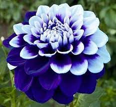Blue White Dahlia Flower Seeds 100 Seeds Flower Seeds Beautiful Flowers Unusual Flowers